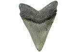 Serrated, Fossil Megalodon Tooth - North Carolina #311107-1